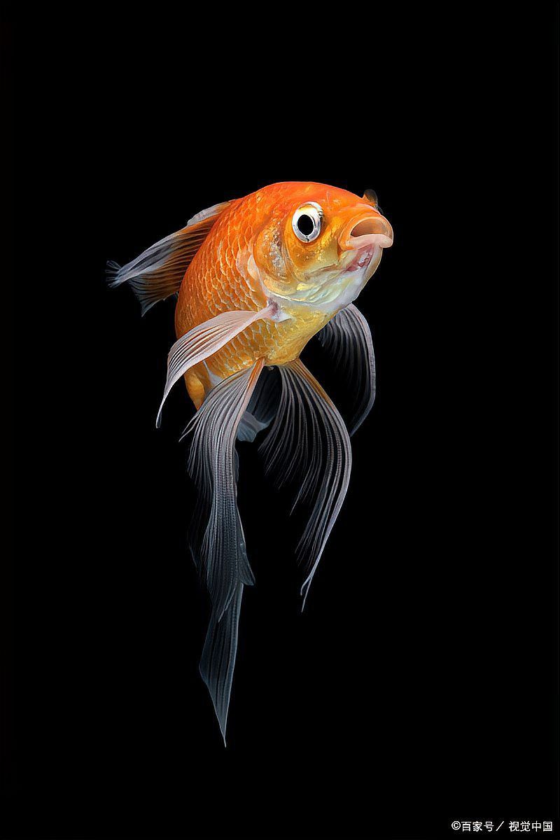紅龍魚爛尾用什么藥
