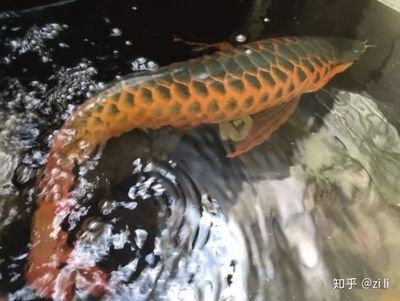 龍魚的魚鱗掉了一片還會自己長出來嗎？：龍魚的魚鱗掉一片后，魚鱗還能長回來嗎