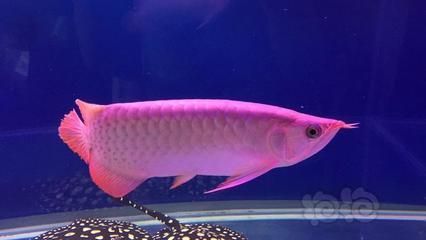 龍魚不喂食會長大嗎為什么：龍魚不喂食會長大嗎
