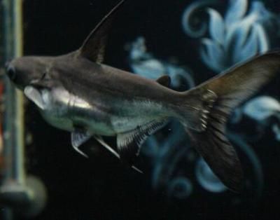 巨骨舌魚和龍魚混養能活嗎多少天：巨骨舌魚和龍魚混養能活嗎