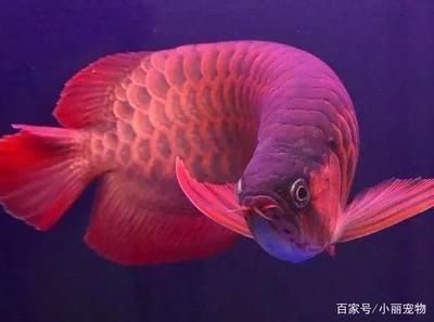 家里養銀龍魚要注意什么事項（養銀龍魚的注意事項）