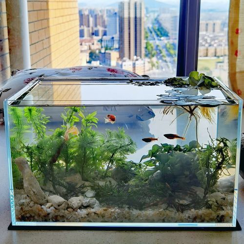 臻龍魚(yú)缸怎么樣