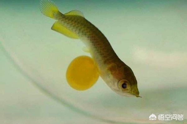金龍魚喂什么食物促進性成熟快（如何通過喂食促進金龍魚的性成熟）