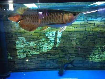 金龍魚養(yǎng)幾條金龍魚的飼養(yǎng)數(shù)量和飼養(yǎng)數(shù)量和風(fēng)水講究：金龍魚一般養(yǎng)幾條金魚為宣