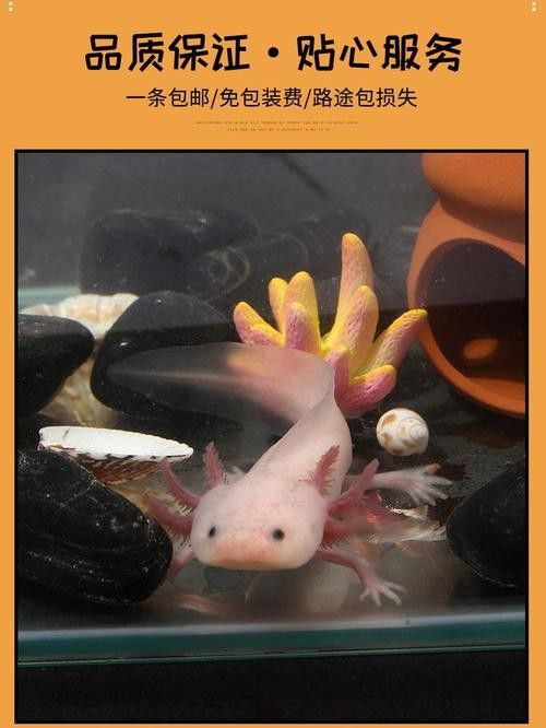 哪種材質的遮蔽物對六角龍魚最好？
