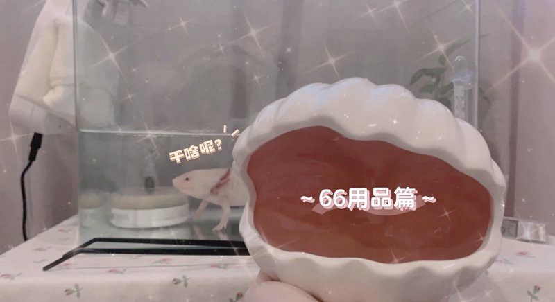 哪種材質的遮蔽物對六角龍魚最好？