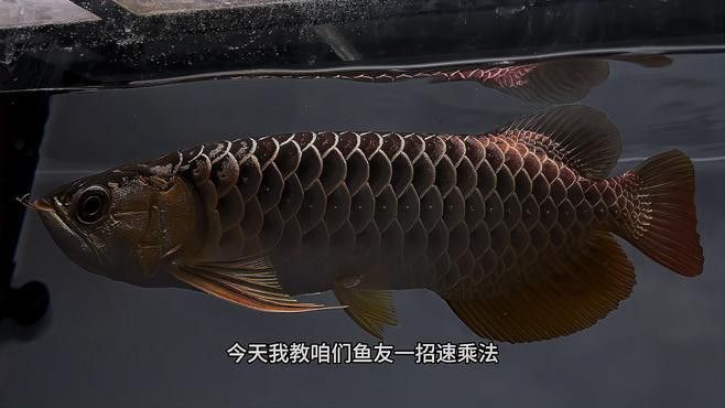 如何挑選高品質的藍底過背金龍？
