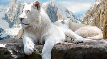 龍魚幼崽多少元：龍魚幼崽價格因品種的不同而有所差異以下是根據(jù)搜索結(jié)果整理的