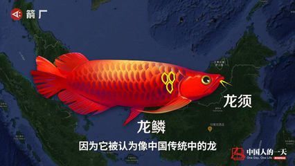 龍魚哪里買好又便宜的：如何購買既好又便宜的龍魚