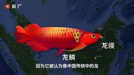 龍魚哪里買好又便宜的：如何購買既好又便宜的龍魚