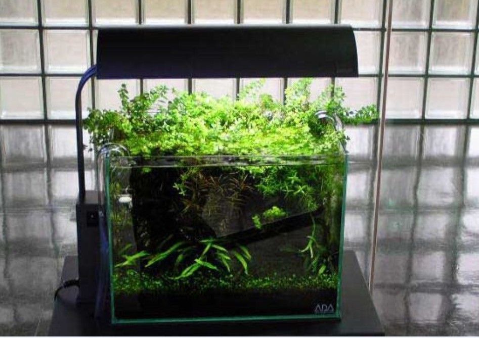 龍魚缸不養龍魚可以養什么植物：龍魚缸不養龍魚可以養什么植物龍魚缸不養龍魚可以養什么植物