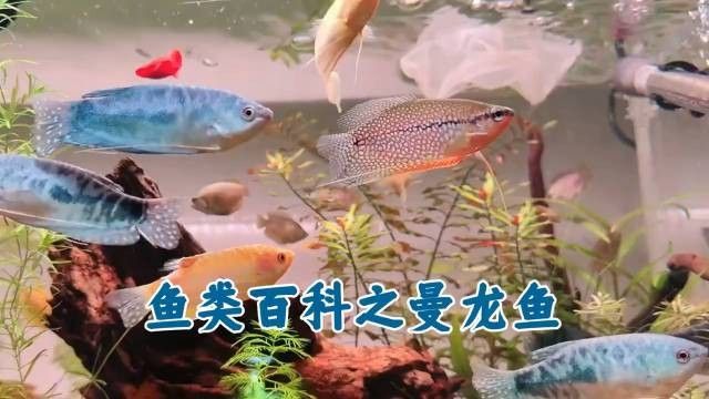 哪種曼龍魚品種體型最大（揭秘曼龍魚:最長能長到多少厘米） 哪種曼龍魚品種體型最大（揭秘曼龍魚:最長能長到多少厘米） 龍魚百科 第3張