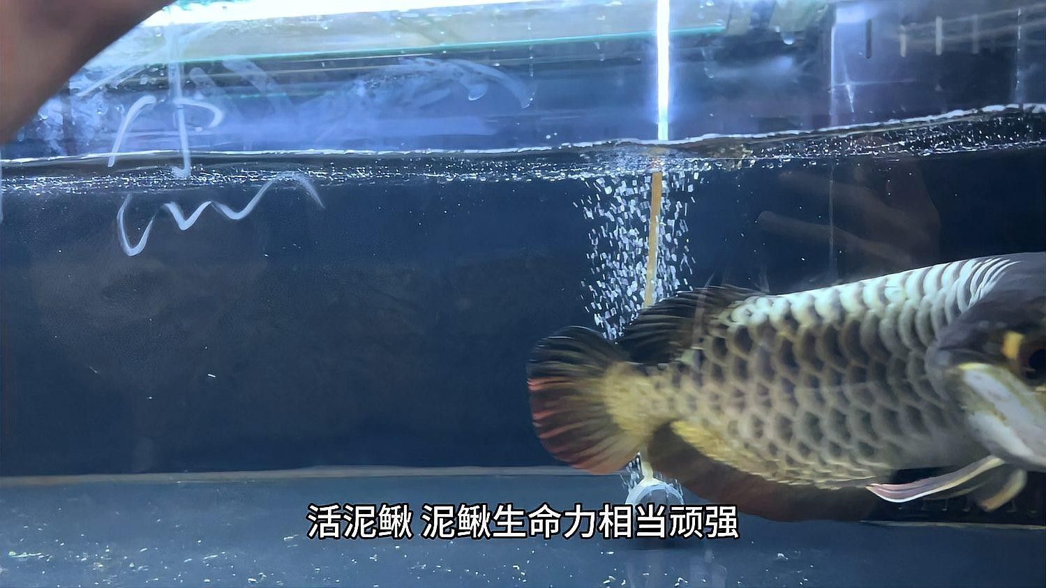 大麥蟲對(duì)龍魚消化有何影響（養(yǎng)魚老道，大麥蟲與面包蟲的營養(yǎng)價(jià)值及飼養(yǎng)技巧）
