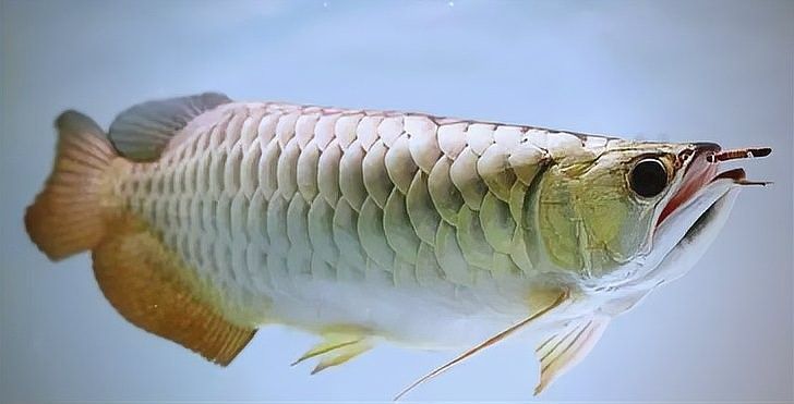 大麥蟲對(duì)龍魚消化有何影響（養(yǎng)魚老道，大麥蟲與面包蟲的營養(yǎng)價(jià)值及飼養(yǎng)技巧）
