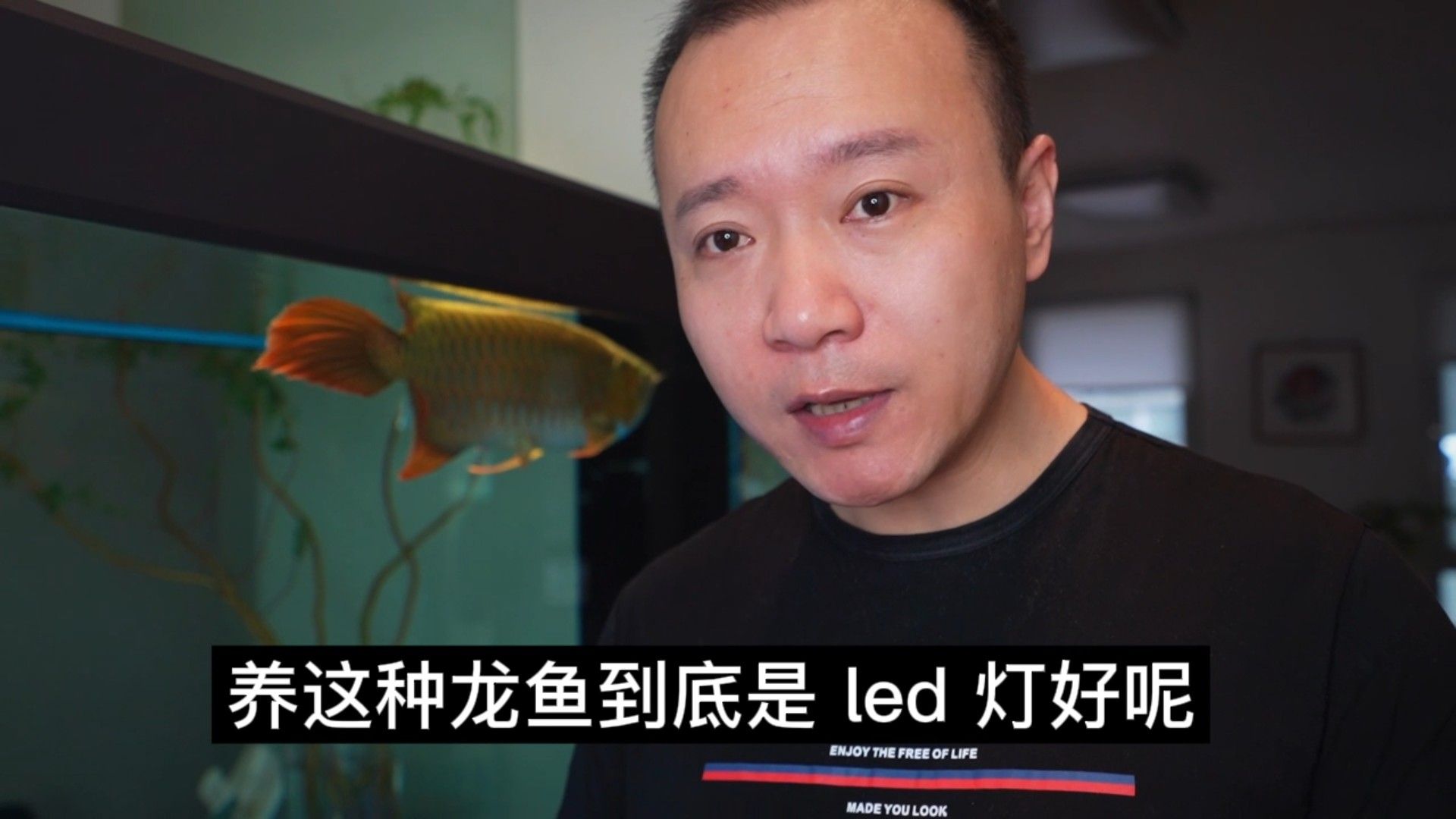 推薦幾款適合龍魚的熒光燈（龍魚燈光美鱗龍魚診所）