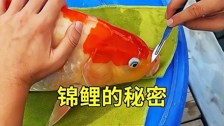 龍魚缸養(yǎng)錦鯉的飼料選擇（養(yǎng)錦鯉最忌諱的事盤點(diǎn)新手養(yǎng)錦鯉8大坑）