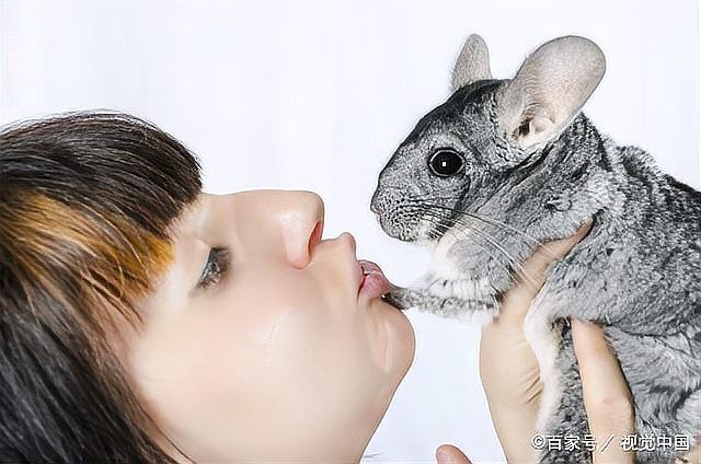 如何延長龍貓的熟悉期（如何讓龍貓更親人）