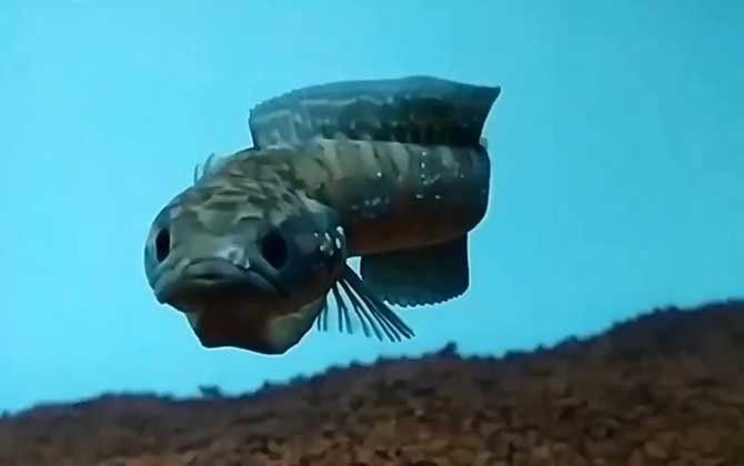 哪些品種的金魚與雷龍魚混養(yǎng)風(fēng)險(xiǎn)較低（養(yǎng)魚老道，雷龍魚和什么魚混養(yǎng)好）