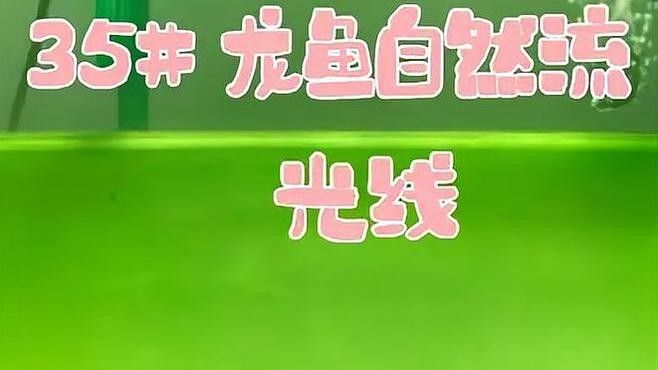 如何調整相機的白平衡以拍攝龍魚（拍攝龍魚時，白平衡需兼顧環境光與閃光燈特性）