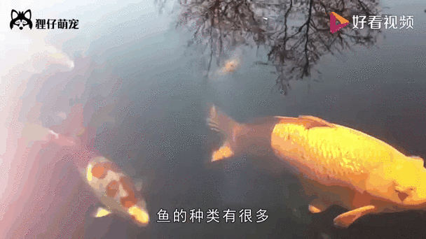 金龍魚多久喂食一次（金龍魚一天喂食幾次）