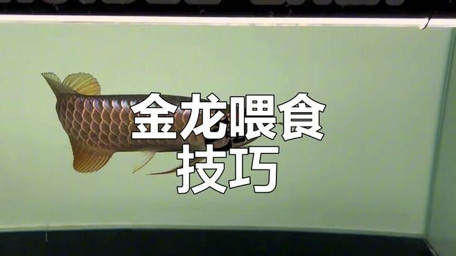 金龍魚多久喂食一次（金龍魚一天喂食幾次）