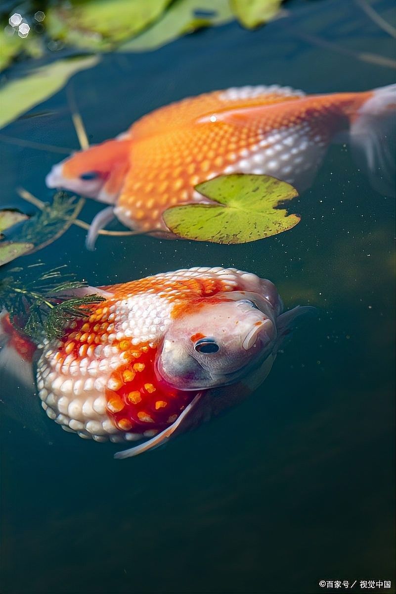 哪些因素會影響招財龍魚的壽命（招財龍魚的壽命受哪些因素影響）