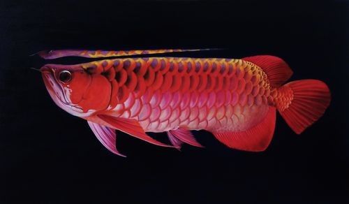 西工哪個水族館龍魚好？祥龍魚場龍魚（北京西工水族館和祥龍魚場龍魚）