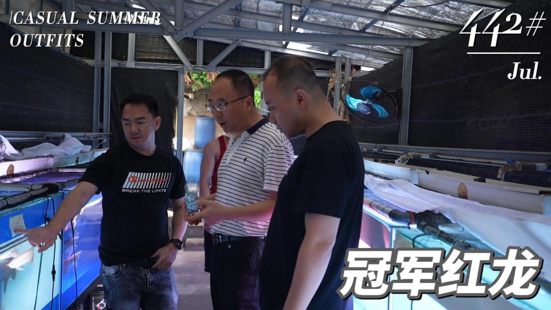 北京哪里有賽級(jí)龍魚出售？（北京地區(qū)可購(gòu)買賽級(jí)龍魚）