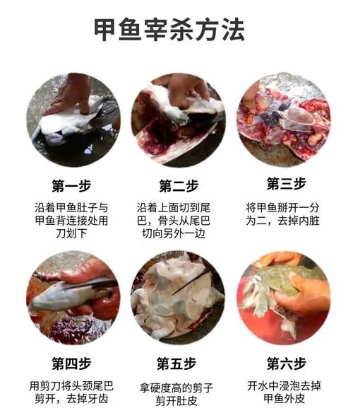 如何挑選新鮮的天山雪龍魚（天山雪龍魚的鑒別方法） 如何挑選新鮮的天山雪龍魚（天山雪龍魚的鑒別方法） 龍魚百科 第10張