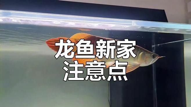 如何挑選新鮮的天山雪龍魚（天山雪龍魚的鑒別方法） 如何挑選新鮮的天山雪龍魚（天山雪龍魚的鑒別方法） 龍魚百科 第9張