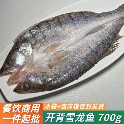 如何挑選新鮮的天山雪龍魚（天山雪龍魚的鑒別方法） 如何挑選新鮮的天山雪龍魚（天山雪龍魚的鑒別方法） 龍魚百科 第2張