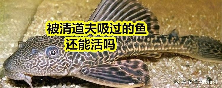 金龍魚吃清道夫后會有哪些癥狀（養(yǎng)魚老道）