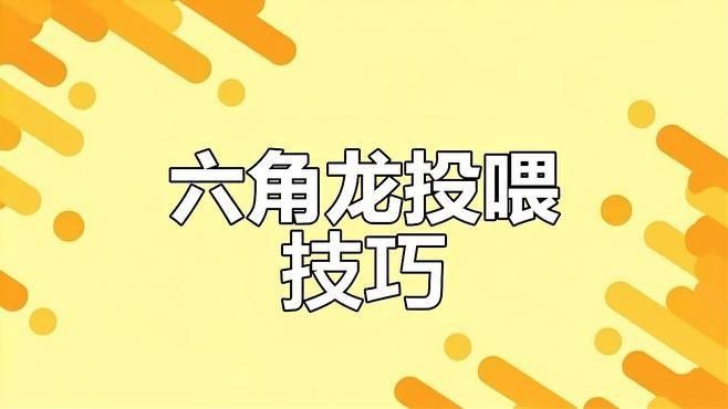 如何給六角恐龍魚喂食（六角恐龍飼養技巧）
