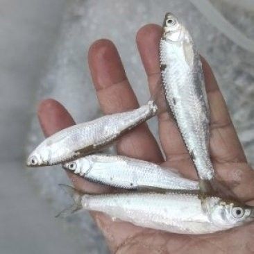 龍魚吃小白條需要消毒嗎（菜場(chǎng)買的小魚能喂龍魚嗎）