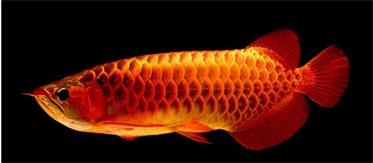 龍魚吃小白條需要消毒嗎（菜場(chǎng)買的小魚能喂龍魚嗎）
