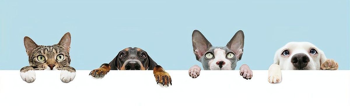 混養(yǎng)時(shí)需要準(zhǔn)備哪些遮蔽物？（混養(yǎng)時(shí)遮蔽物的設(shè)置是減少?zèng)_突、保障安全的關(guān)鍵措施）