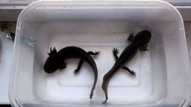 六角恐龍魚可以混養嗎（六角恐龍魚混養全攻略星隨月落人間20250626）