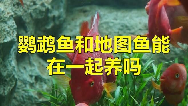 地圖魚和鸚鵡魚混養需要注意什么（地圖魚和鸚鵡魚可以混養嗎）