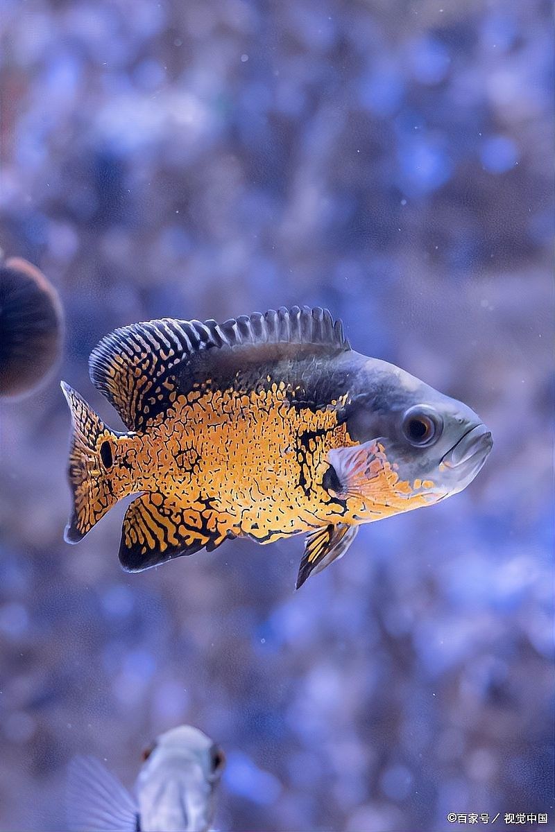 地圖魚和鸚鵡魚混養需要注意什么（地圖魚和鸚鵡魚可以混養嗎）