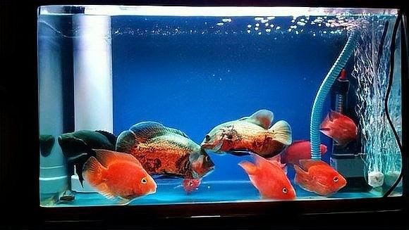 地圖魚和鸚鵡魚混養需要注意什么（地圖魚和鸚鵡魚可以混養嗎）