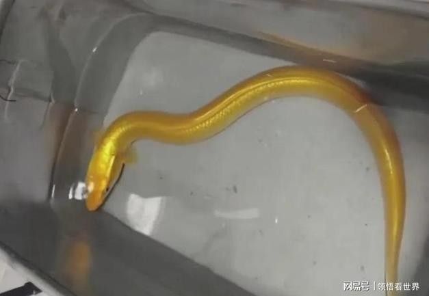 黃金鰻魚的市場價格是多少（福建男子釣獲黃金鰻魚，魚身似鍍金）