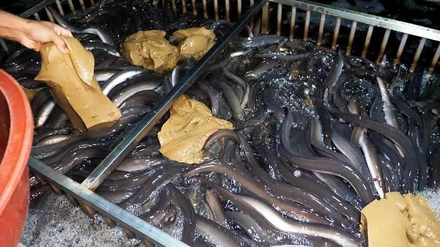 黃金鰻魚的市場價格是多少（福建男子釣獲黃金鰻魚，魚身似鍍金）