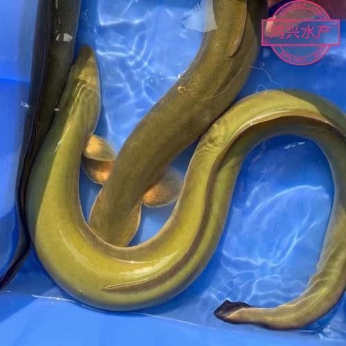 黃金鰻魚的市場價格是多少（福建男子釣獲黃金鰻魚，魚身似鍍金）