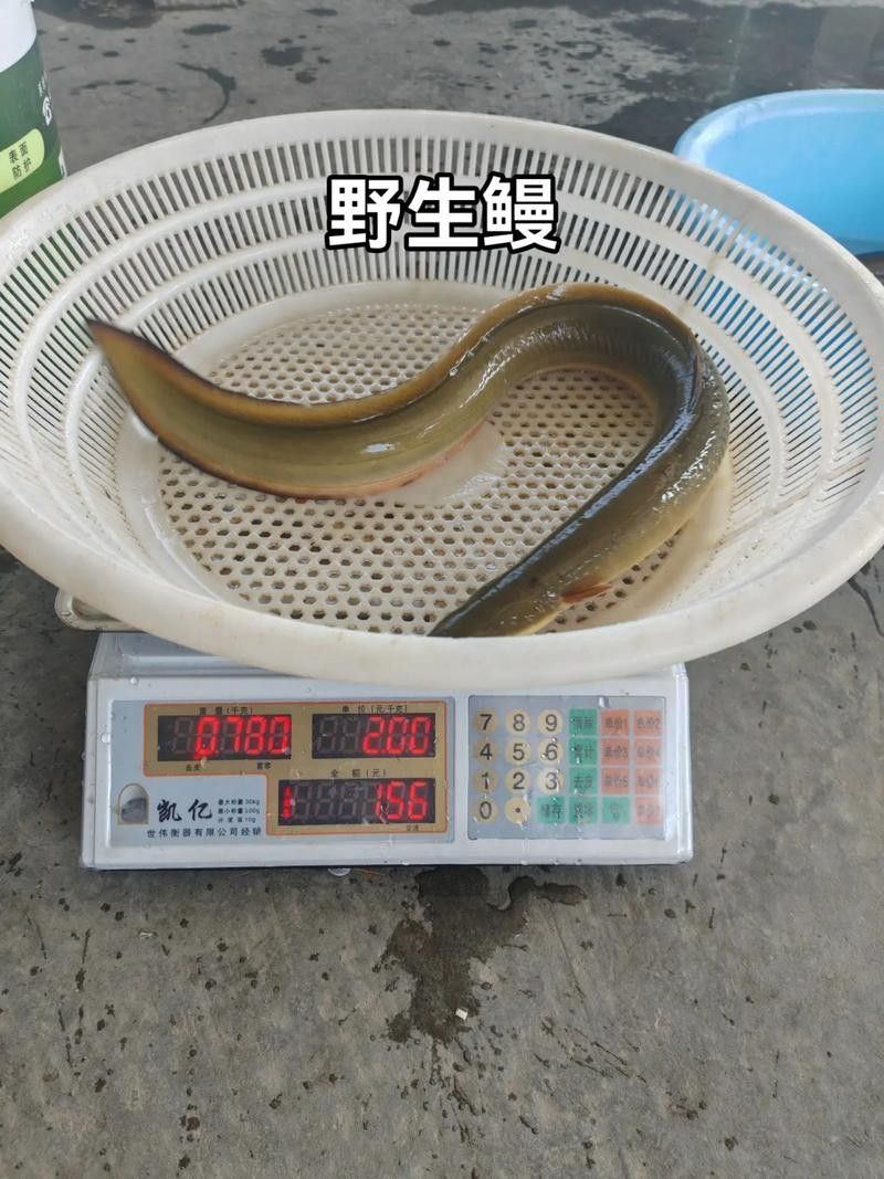黃金鰻魚的市場價格是多少（福建男子釣獲黃金鰻魚，魚身似鍍金）