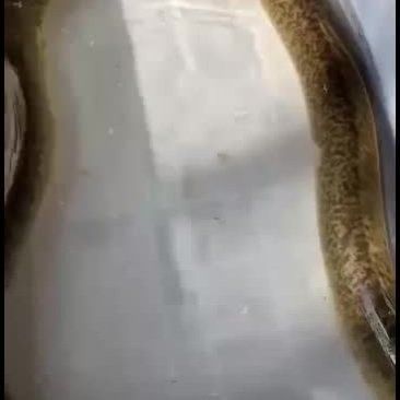 黃金鰻魚的市場價格是多少（福建男子釣獲黃金鰻魚，魚身似鍍金）