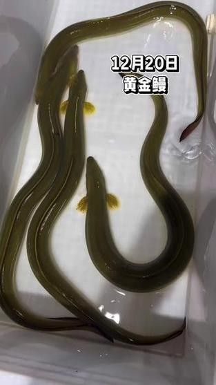 黃金鰻魚的市場價格是多少（福建男子釣獲黃金鰻魚，魚身似鍍金）