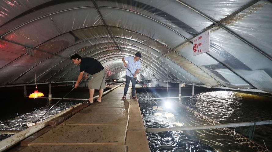 黃金鰻魚的市場價格是多少（福建男子釣獲黃金鰻魚，魚身似鍍金）