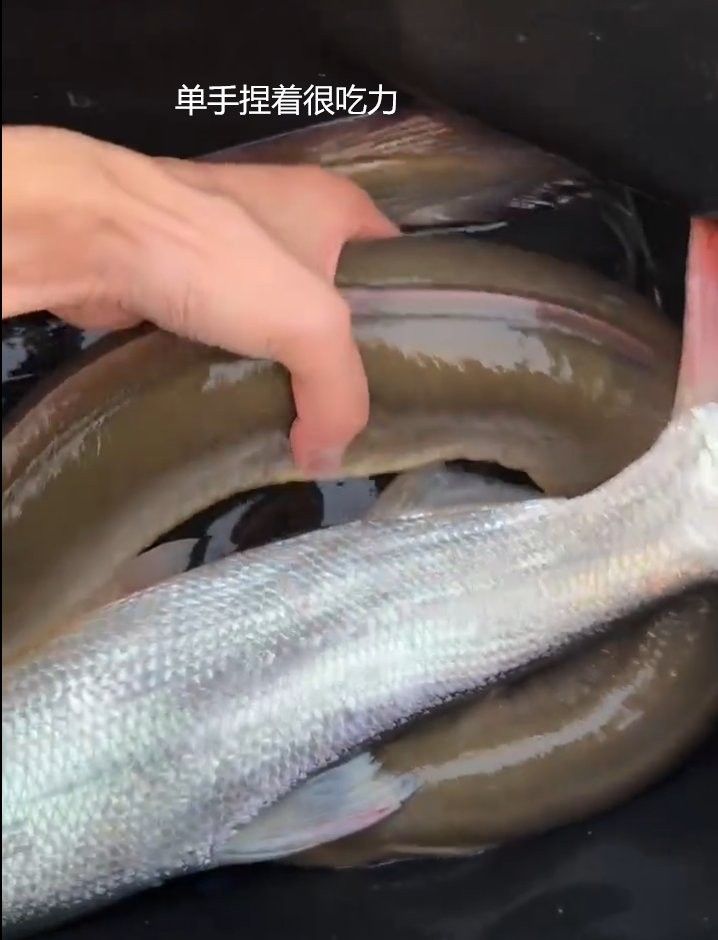 黃金鰻魚的市場價格是多少（福建男子釣獲黃金鰻魚，魚身似鍍金）