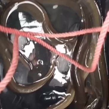 黃金鰻魚的市場價格是多少（福建男子釣獲黃金鰻魚，魚身似鍍金）