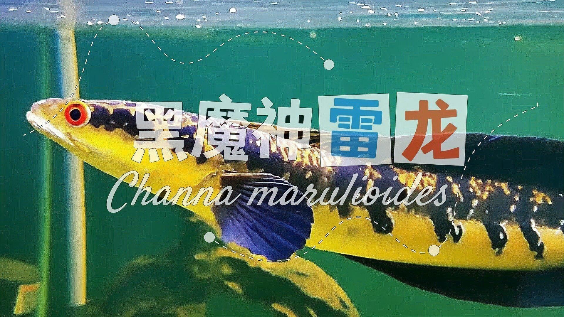 哪種藍色雷龍魚最適合新手（新手飼養(yǎng)藍色系雷龍魚）